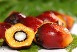 palm oil fruit