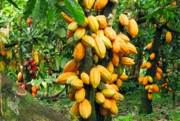 Cocoa Tree